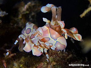 Multi coloured Harlequin Shrimp. by David Henshaw 